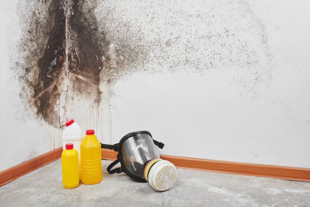 Best Office Mold Removal Services  in Cutlerville, MI