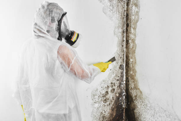 Best Crawl Space Mold Removal  in Cutlerville, MI