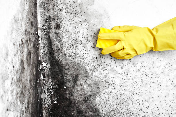 Best Residential Mold Removal  in Cutlerville, MI