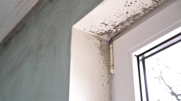 Best Emergency Mold Removal  in Cutlerville, MI