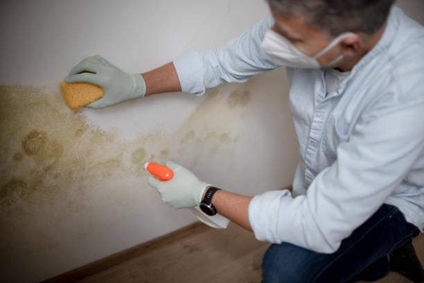 Best Same-Day Mold Removal  in Cutlerville, MI