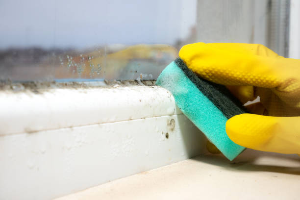 Best Mold Cleaning Services  in Cutlerville, MI