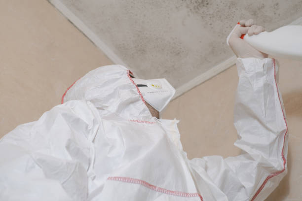 Home Mold Removal in Cutlerville, MI