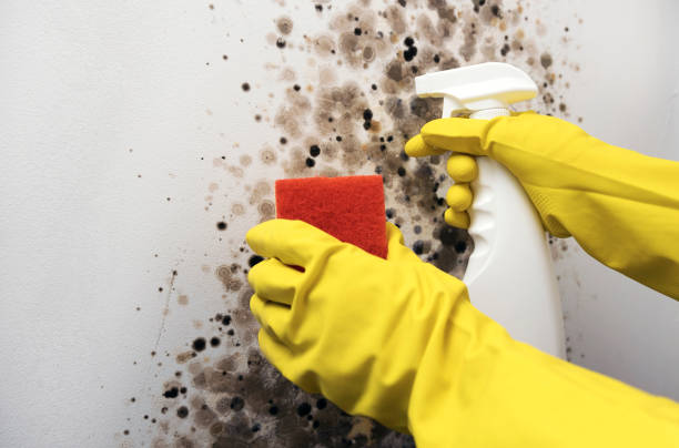 Office Mold Removal Services in Cutlerville, MI