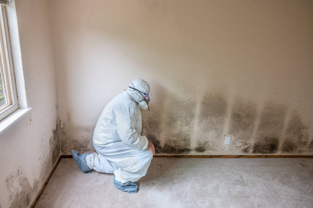 Best Fast Mold Removal  in Cutlerville, MI