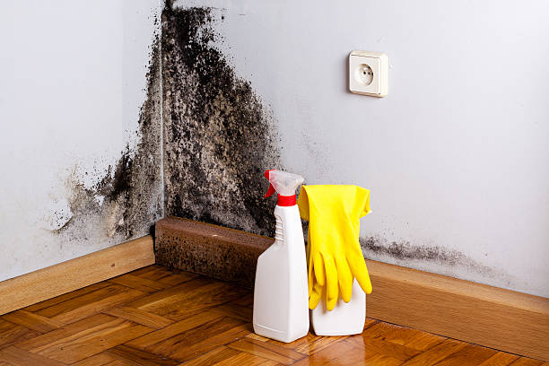 Best Office Mold Removal Services  in Cutlerville, MI