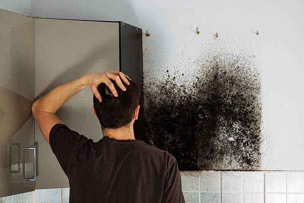 Best Best Mold Removal Companies  in Cutlerville, MI
