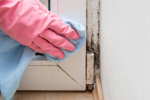Best Affordable Mold Removal  in Cutlerville, MI